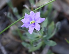 Dampiera linearis