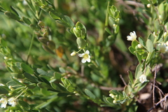 Phyllanthus calycinus