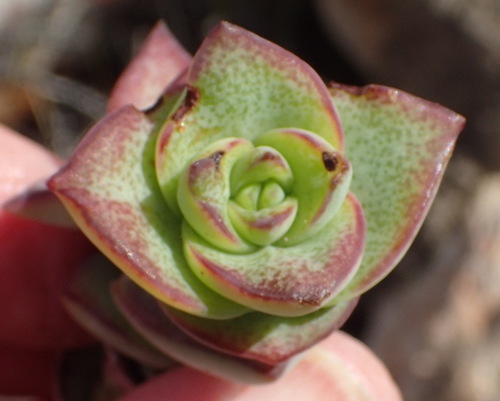 Crassula perforata