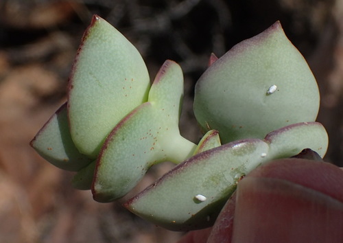 Crassula perforata