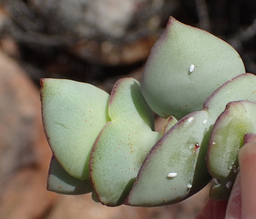 Crassula perforata