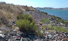 Grindelia stricta angustifolia