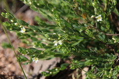 Phyllanthus calycinus