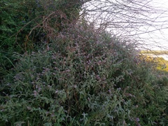 Mentha longifolia asiatica
