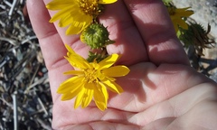 Grindelia stricta angustifolia