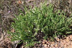 Phyllanthus calycinus