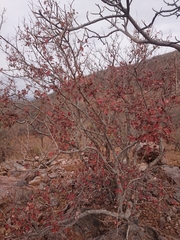 Pseudolachnostylis maprouneifolia