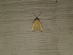Marimatha nigrofimbria
