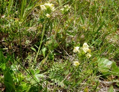 Pedicularis tuberosa