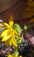 Grindelia stricta angustifolia