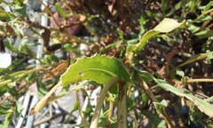Grindelia stricta angustifolia