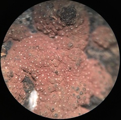 Hypoxylon perforatum