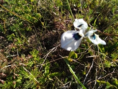Moraea aristata