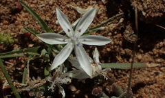 Lapeirousia plicata