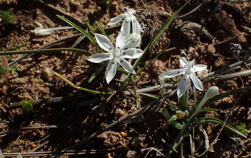 Image of Lapeirousia plicata by (c) Nicola van Berkel, some rights reserved (CC BY-SA)