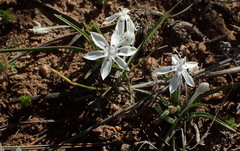 Lapeirousia plicata