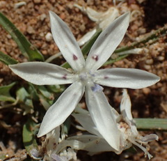 Lapeirousia plicata