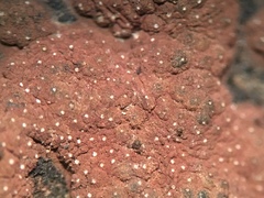 Hypoxylon perforatum