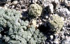 Oreonana clementis