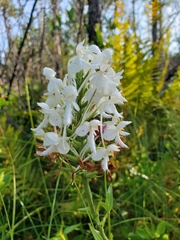 Platanthera blephariglottis conspicua