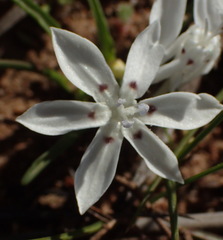 Lapeirousia plicata