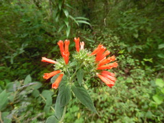 Bouvardia leiantha