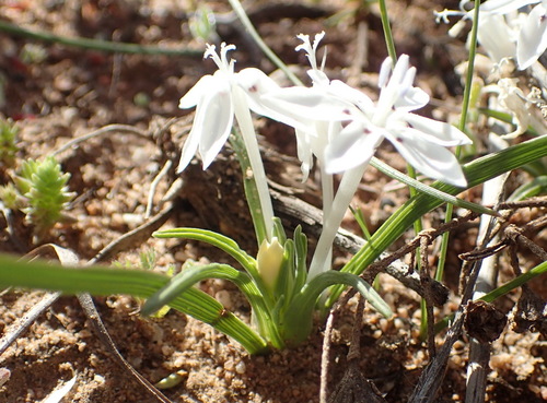 Image of Lapeirousia plicata by (c) Nicola van Berkel, some rights reserved (CC BY-SA)