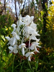 Platanthera blephariglottis conspicua