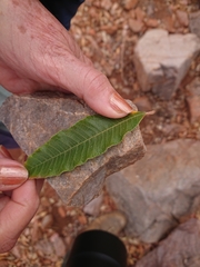 Ozoroa sphaerocarpa