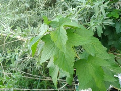 Ribes nigrum