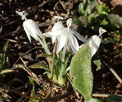 Lapeirousia plicata
