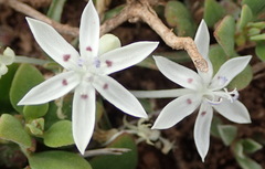 Lapeirousia plicata