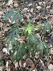 Helleborus foetidus