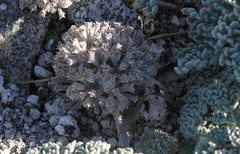 Oreonana clementis