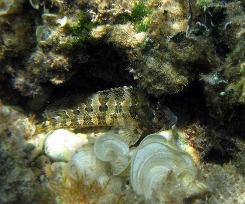 Slingurica Mrkulja (Parablennius gattorugine)