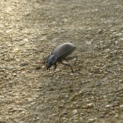 Eleodes suturalis