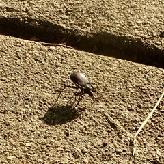 Eleodes suturalis