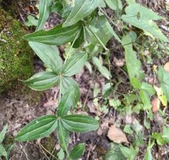 Galium × pseudoboreale