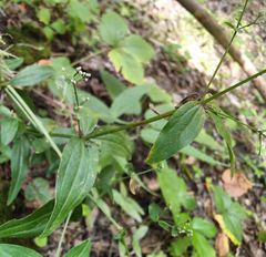 Galium × pseudoboreale