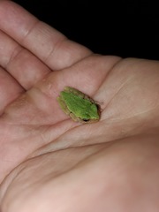 Hyla chrysoscelis