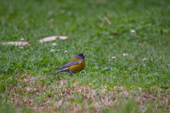 Phrygilus punensis