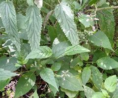 Circaea canadensis quadrisulcata