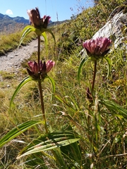 Gentiana pannonica