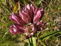 Gentiana pannonica