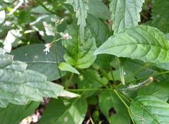 Circaea canadensis quadrisulcata