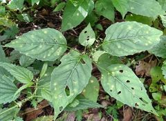 Circaea canadensis quadrisulcata