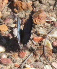 Lepidochrysops braueri