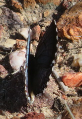 Lepidochrysops braueri