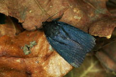 Amphipyra livida