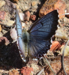 Lepidochrysops braueri